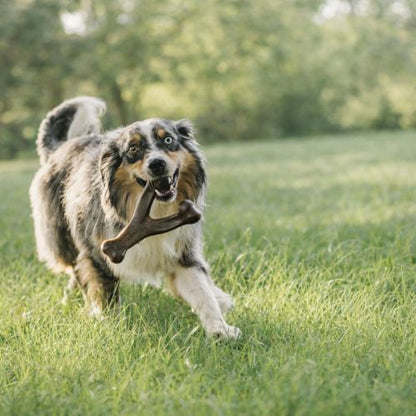Powerchew™️-  Fini le Cycle Infernal des Jouets Détruits